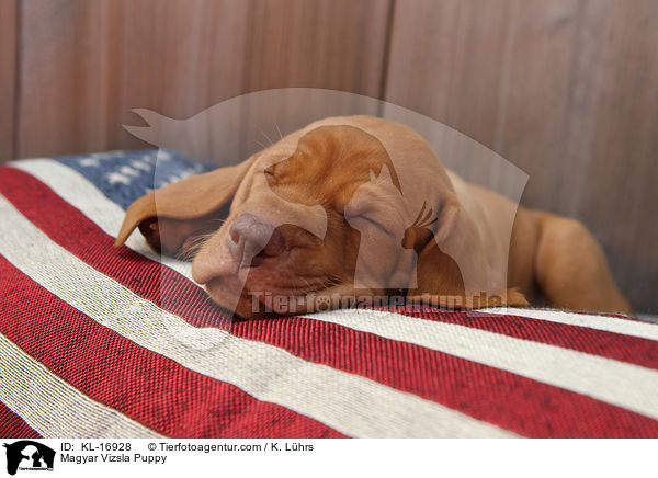 Magyar Vizsla Puppy / KL-16928
