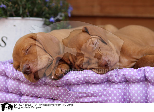 Magyar Vizsla Puppies / KL-16932
