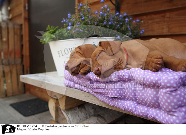 Magyar Vizsla Puppies / KL-16934