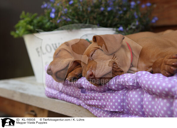 Magyar Vizsla Puppies / KL-16935