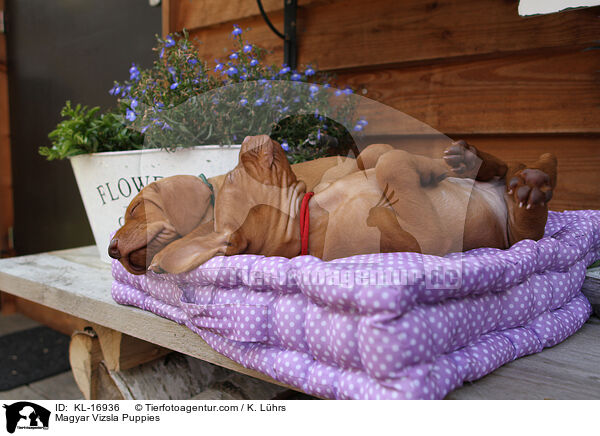 Magyar Vizsla Puppies / KL-16936