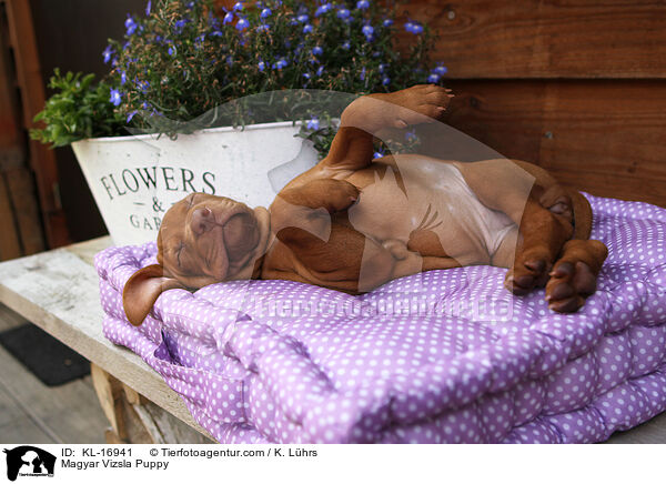 Magyar Vizsla Puppy / KL-16941