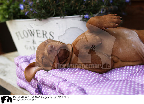 Magyar Vizsla Puppy / KL-16942