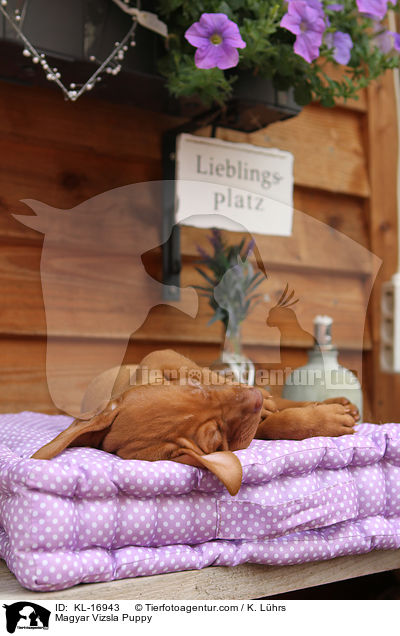 Magyar Vizsla Puppy / KL-16943