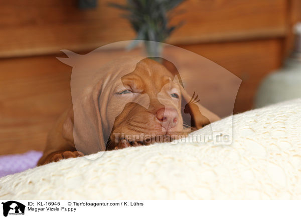 Magyar Vizsla Puppy / KL-16945