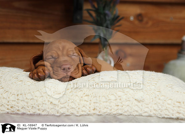 Magyar Vizsla Puppy / KL-16947