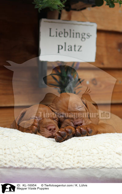 Magyar Vizsla Puppies / KL-16954