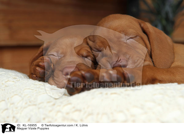 Magyar Vizsla Puppies / KL-16955