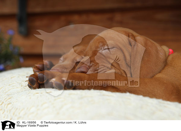 Magyar Vizsla Puppies / KL-16956