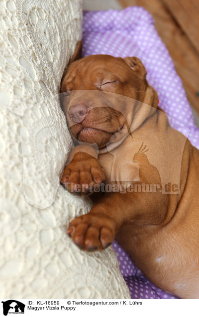 Magyar Vizsla Puppy / KL-16959