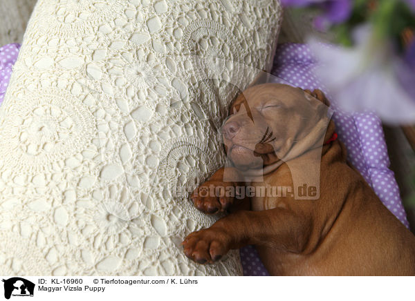 Magyar Vizsla Puppy / KL-16960