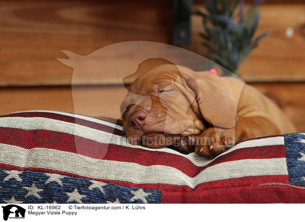 Magyar Vizsla Puppy / KL-16962