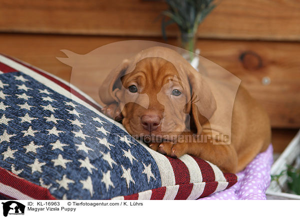 Magyar Vizsla Puppy / KL-16963