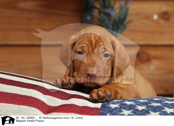 Magyar Vizsla Puppy / KL-16964