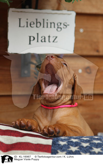 Magyar Vizsla Puppy / KL-16967