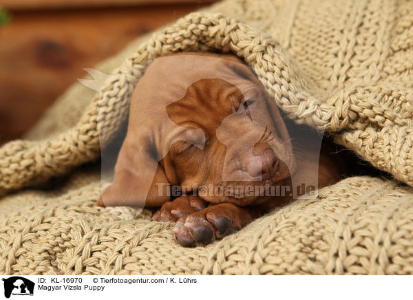 Magyar Vizsla Puppy / KL-16970