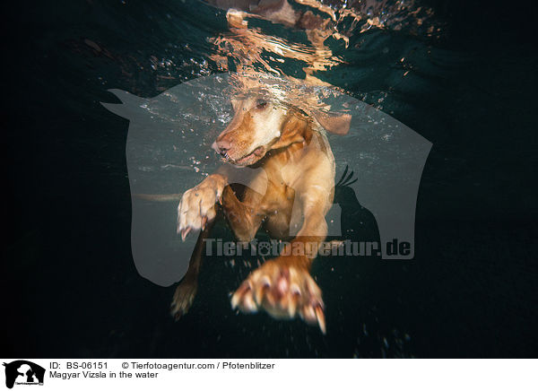 Magyar Vizsla in the water / BS-06151