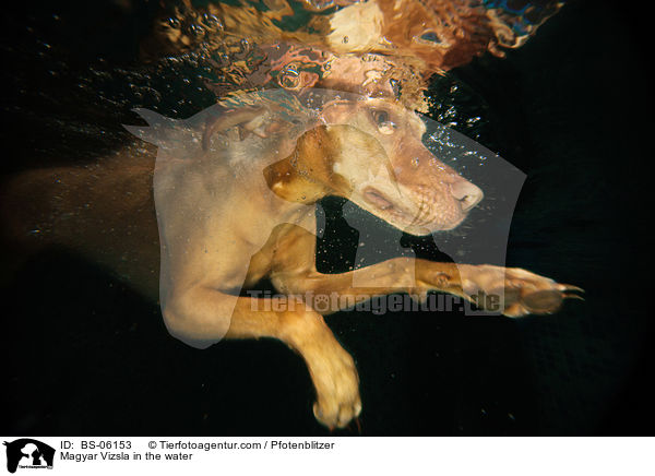 Magyar Vizsla in the water / BS-06153