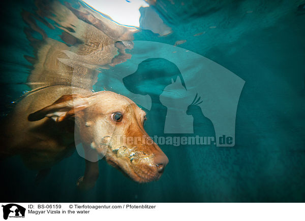 Magyar Vizsla in the water / BS-06159