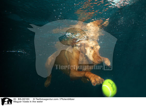Magyar Vizsla in the water / BS-06160
