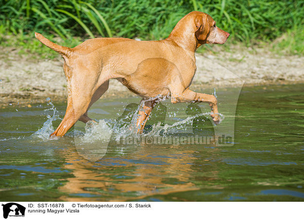 running Magyar Vizsla / SST-16878