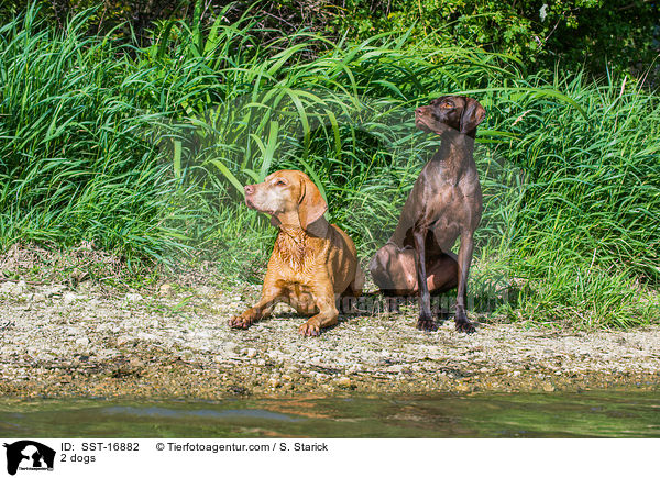 2 dogs / SST-16882