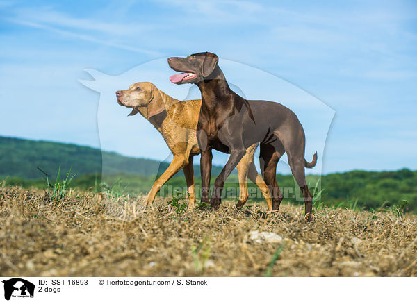 2 dogs / SST-16893