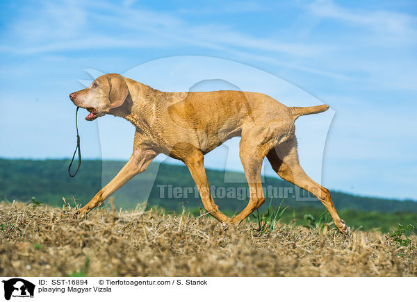 plaaying Magyar Vizsla / SST-16894