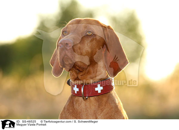 Magyar Vizsla Portrait / SS-48525