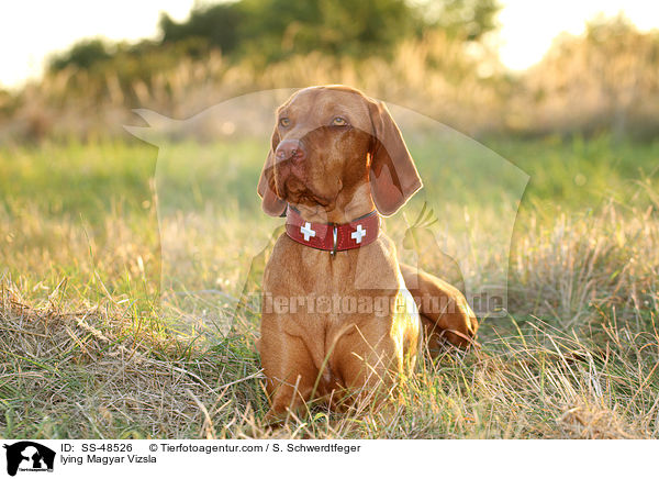 lying Magyar Vizsla / SS-48526