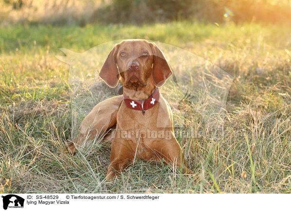 lying Magyar Vizsla / SS-48529
