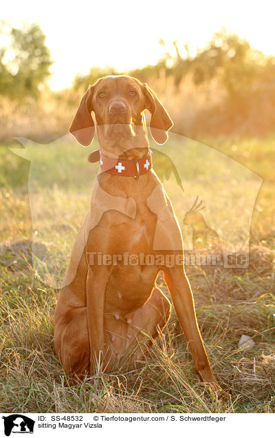 sitting Magyar Vizsla / SS-48532