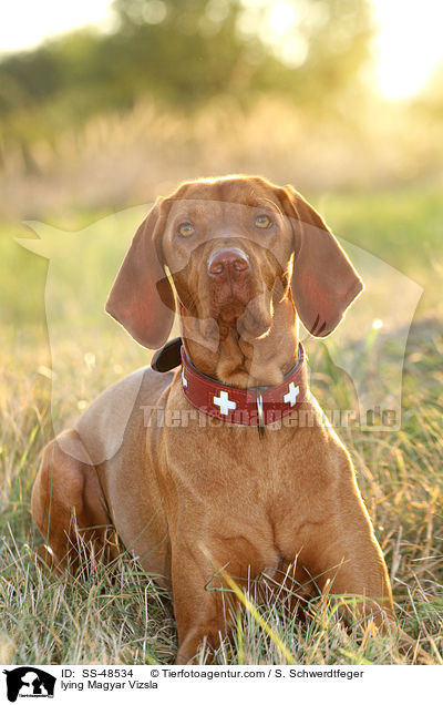 lying Magyar Vizsla / SS-48534