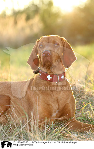lying Magyar Vizsla / SS-48535