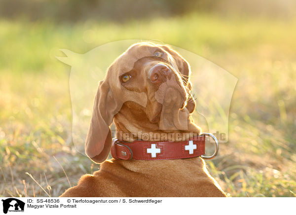 Magyar Vizsla Portrait / SS-48536