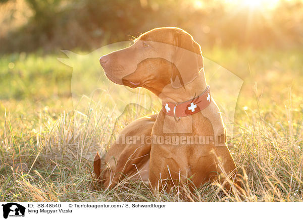 lying Magyar Vizsla / SS-48540