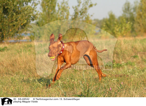 playing Magyar Vizsla / SS-48542