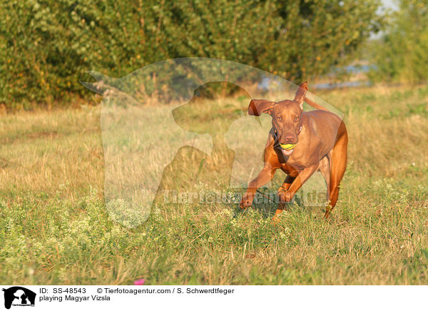 playing Magyar Vizsla / SS-48543
