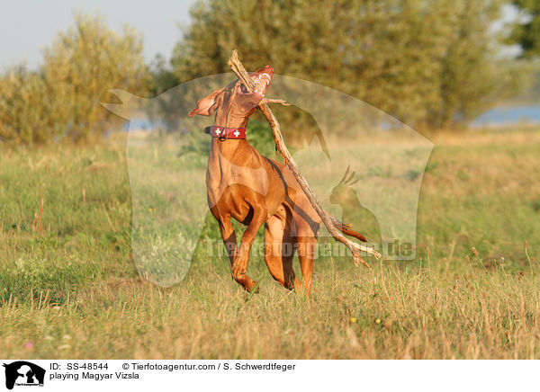playing Magyar Vizsla / SS-48544
