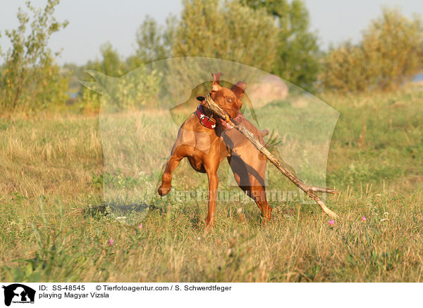 playing Magyar Vizsla / SS-48545
