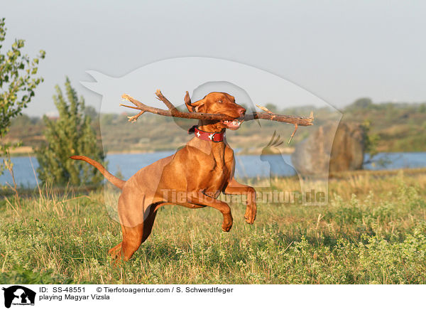 playing Magyar Vizsla / SS-48551