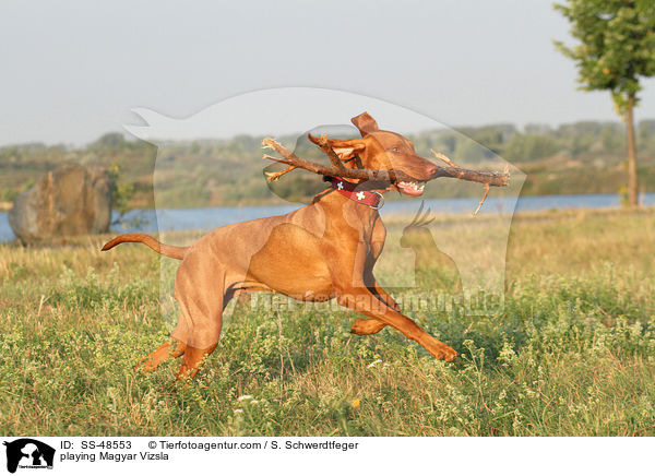 playing Magyar Vizsla / SS-48553