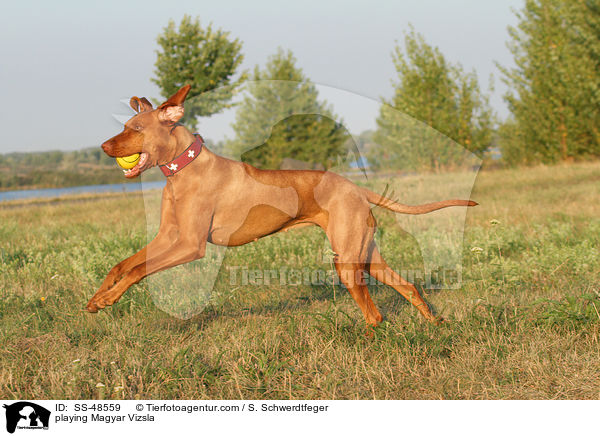 playing Magyar Vizsla / SS-48559