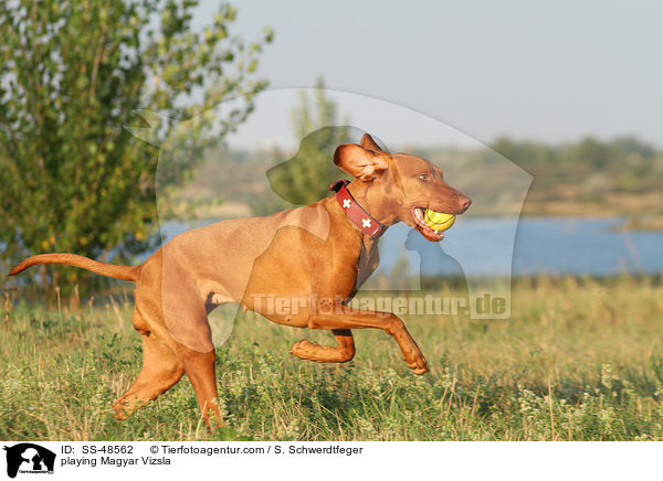 playing Magyar Vizsla / SS-48562