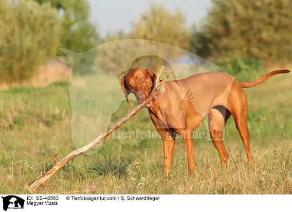 Magyar Vizsla / SS-48563