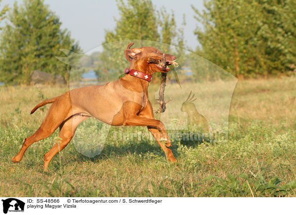 playing Magyar Vizsla / SS-48566