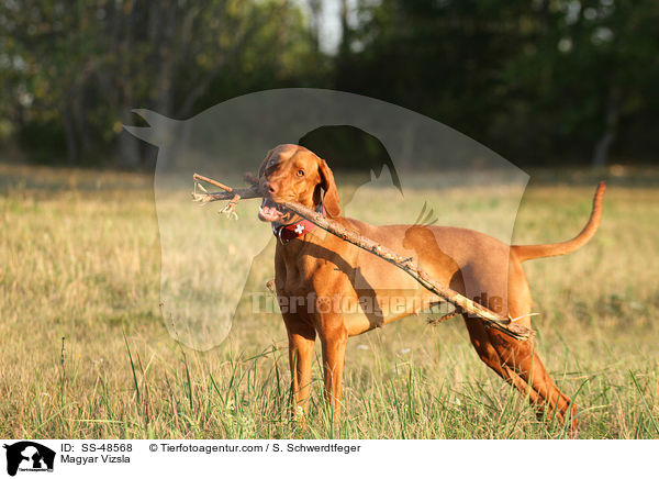 Magyar Vizsla / SS-48568