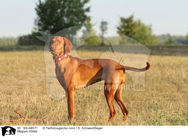 Magyar Vizsla / SS-48571