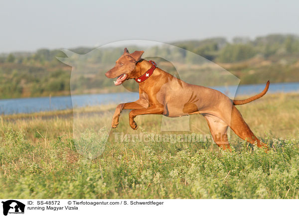 running Magyar Vizsla / SS-48572