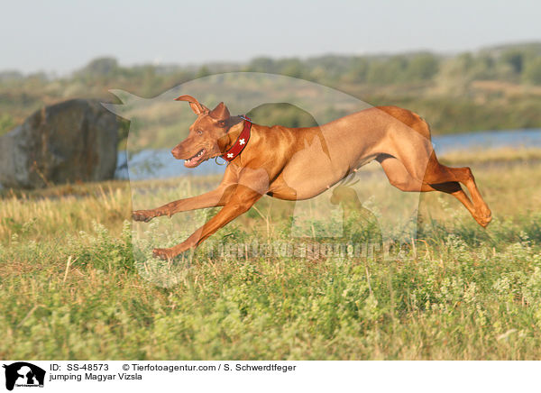 jumping Magyar Vizsla / SS-48573